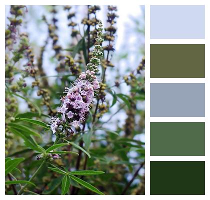 Flower Vitex Agnus Sheets Image